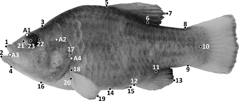 Landmarks for Box Truss protocol used in Cyprinodon eremus analysis. Black dots represent landmarks for distance measurements and the white dots represent the reference marks for the width measurements (Table 2 contains explanation of measurement codes). 
								