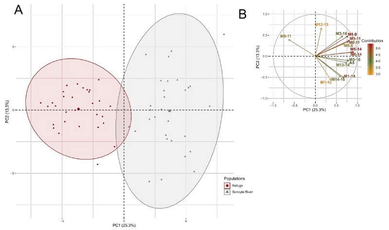 PCA for the two C. eremus females&rsquo; populations: (A) Scatterplots showing the position of the females along the first two PCs, the ellipses represent the 0.95 confidence intervals; (B) the correlation circle of the 15 variables that most contribute to these PCs (See supplementary table 2 for more information about the contribution of the variables). 
							 