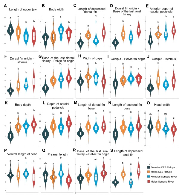 Violin and box plots of the most notable morphological characters for differentiating wild and refuge populations of Cyprinodon eremus. The letters above the bars represent the significant differences among groups according to the Tukey test (p < 0.05), and the Y-axis values are in millimeters. 
							