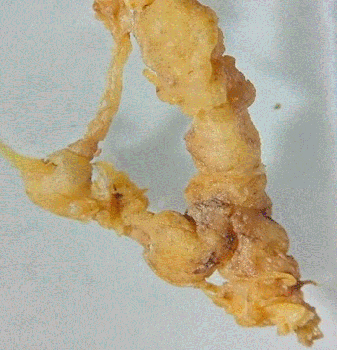 Ra�ces de plantas de pepino con agallas.