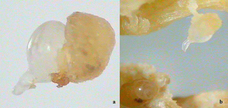a) Hembras de Meloidogyne incognita y b) masas de huevos presentes en ra�ces de Pepino. 
							