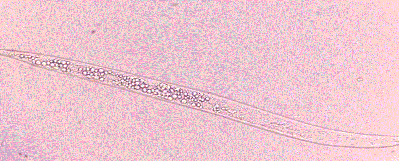 Meloidogyne incognita expuesto al tratamiento de Pseudomonas fluorescens.