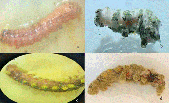 Efecto de los hongos con extracto líquido de alga Macrocystis pyrifera en larvas Chloridea virescens. Imágenes representativas del bioensayo de patogenicidad de los tratamientos aplicados, donde se aprecia el crecimiento del hongo sobre el cuerpo de las larvas a) Larva muerta por efecto del hongo y el alga, de seis días postratamiento, b) Crecimiento del hongo de diez dias sobre el cuerpo del insecto, en color blanco, y en algunas partes se observa color verde, c) Cuerpo de una larva de 14 días, con micelio, d) Cuerpo momificado de larva a los 18 días.