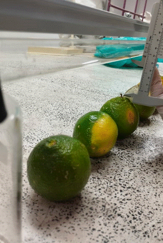 Arrangement of a rangpur red lime lot for UV-C treatment. 
								