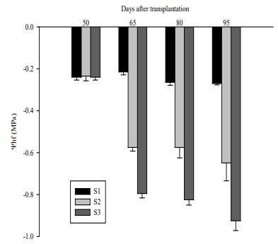 Leaf water potential (Ψlw) measured before dawn in bell pepper plants grown under three irrigation sheets. S1: Ψm = 10 to 15 kPa, S2: Ψm = 34 to 40 kPa and S3: Ψm = 54 to 60 kPa. Bars indicate standard dev iation (n=5).
