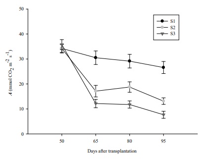 Liquid CO2 assimilation (A) in bell pepper plants grown under three irrigation sheets. S1: Ψm = 10 to 15 kPa, S2: Ψm = 34 to 40 kPa and S3: Ψm = 54 to 60 kPa. Bars indicate standard deviation (n=5). 