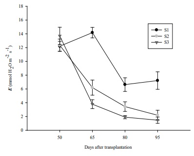 Transpiration (E) in bell pepper plants grown under three irrigation sheets. S1: Ψm = 10 to 15 kPa, S2: Ψm = 34 to 40 kPa and S3: Ψm = 54 to 60 kPa. Bars indicate standard deviation (n=5). 