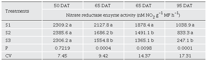 Nitrate reductase enzyme activity in bell pepper plants grown under three irrigation sheets. 