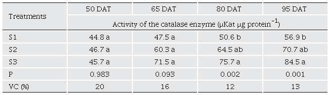 Catalase enzyme activity in bell pepper plants grown under three irrigation sheets.
