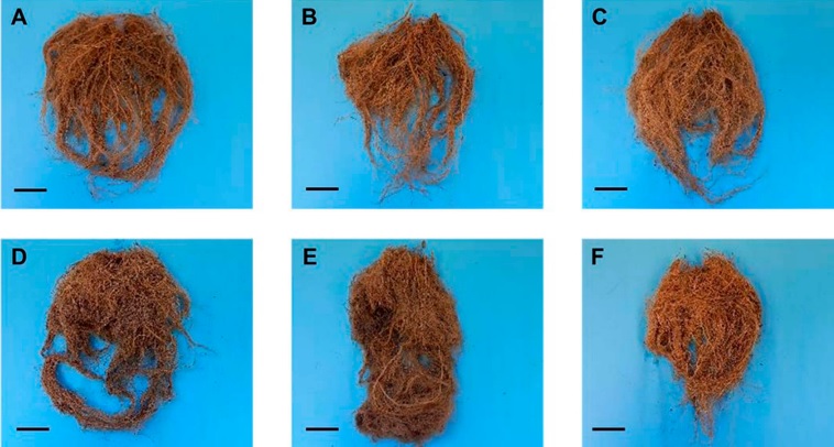Efecto de las dosis de micorrizas Suppra� en la zona radical de chile jalape�o (Capsicum annuum L.). A) Control; B) 0.5 g; C) 1.0 g; D) 2.0 g; E) 3.0 g y F) 4.0 g (barra de escala: 5 cm). 