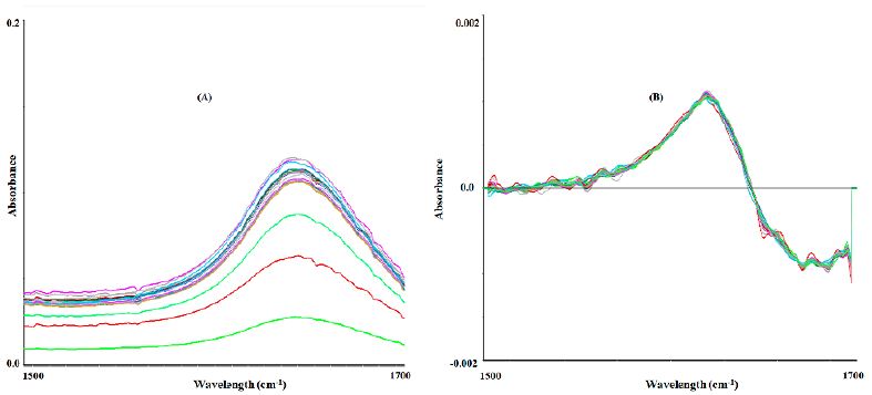 FT-MIR region from 1500 to 1700 cm-1 was used during the testing step, to predict the ethanol percentage (% v/v) of the mezcales obtained in 2022. The regions for the raw (A) and transformed (first derivative and smoothing with six symmetry points) (B) data are also shown.