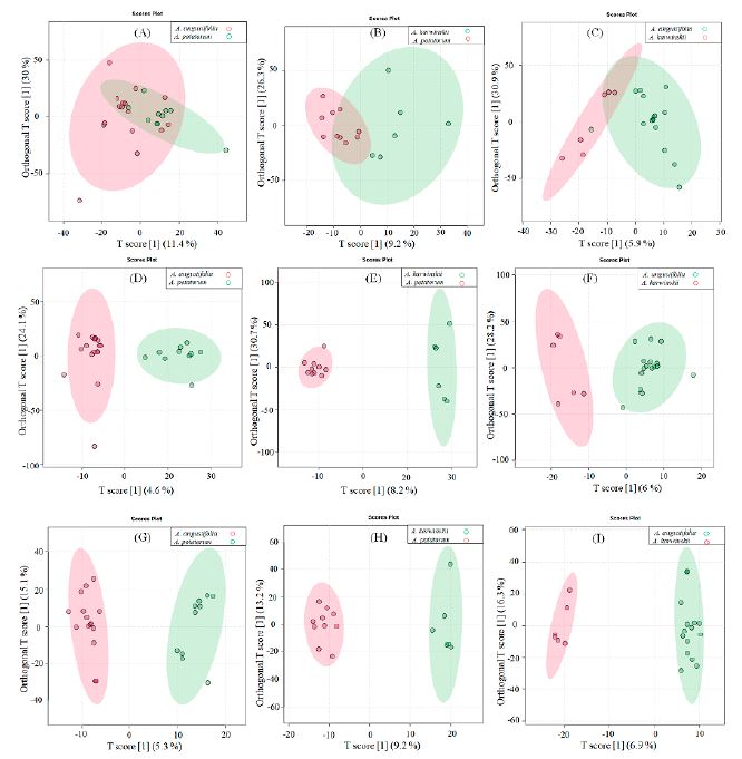 Score plots of mezcales subjected to FT-MIR spectroscopy and generated from Orthogonal Partial Least Squares (OPLS)-Discriminant Analysis (DA) on the raw [(A), (B), and (C)], first derivative [(D), (E), and (F)], and second derivative [(G), (H), and (I)] data. Pairwise comparisons were performed to evaluate the discriminations between A. angustifolia and A. potatorum [(A), (D), y (G)], A. karwinskii and A. potatorum [(B), (E), y (H)] , and A. angustifolia and A. karwinskii [(C), (F), y (I)]. 
								 