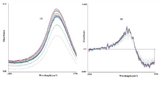 FT-MIR region from 1500 to 1700 cm-1 was used during training to predict the ethanol percentage (% v/v) of the mezcales obtained in 2021. The regions for the raw (A) and transformed (first derivative and smoothing with six symmetry points) (B) data are also shown.