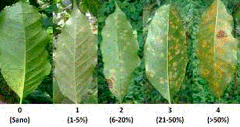 Escala para determinar la severidad del da�o por roya en hojas de caf�.