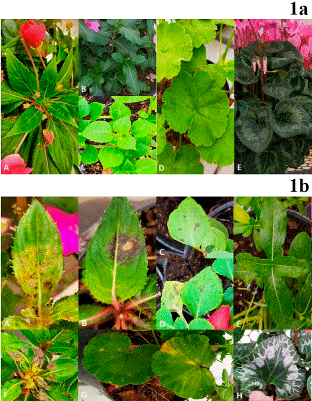 Plantas muestreadas.1a. Plantas sin s�ntomas aparentes de virosis. A) I. hawkeri; B) C. roseus; C) I. balsamina; D) P. hortorum; E) C. persicum. 1b. Plantas con s�ntomas de virosis: A, B, F) I. hawkeri, C, D) I. balsamina E) C. roseus; G) P. hortorum; H) C. persicum. 
								