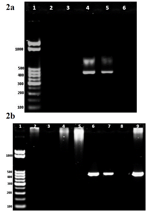 Identificaci�n de INSV en plantas y trips mediante RT-PCR. Fig 2a. Identificaci�n de INSV en plantas de I. hawkeri: 1) Marcador de peso molecular; 2-5) Muestras de I. hawkeri; 6) Control negativo. Fig 2b. Identificaci�n de INSV en trips: 1) Marcador de peso molecular; 2) Trips colectados de C. roseus; 3) Trips colectados de I. balsamina; 4) Trips colectados de I. hawkeri; 5) Trips colectados de P. hortorum; 6) Trips colectados de C. persicum; 7) Trips colectados de I. hawkeri; 8) Control negativo, 9) Control positivo. 