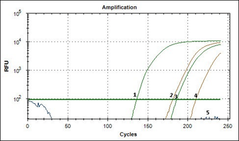 Identificaci�n de INSV mediante RT-LAMP: 1,3) cDNA de I. hawkeri; 2,4) cDNA de trips; 5) control negativo. 
								