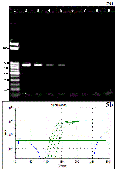Sensibilidad de RT-PCR y RT-LAMP. 5a. Detecci�n de INSV mediante RT-PCR usando diferentes concentraciones de cDNA: 1) Marcador de peso molecular; 2) 1.5 mg/mL; 3) 0.7 mg/mL; 4) 0.375 mg/mL; 5) 0.187 mg/mL; 6) 0.093 mg/mL; 7) 0.046 mg/mL; 8) 0.023 mg/mL; 9) 0.011 mg/mL. 5b. Detecci�n de INSV mediante RT-LAMP usando diferentes concentraciones de cDNA: 1) 0.052 mg/mL; 2) 0.026 mg/mL; 3) 0.013 mg/mL; 4) 0.003 mg/mL; 5) control negativo. 
								