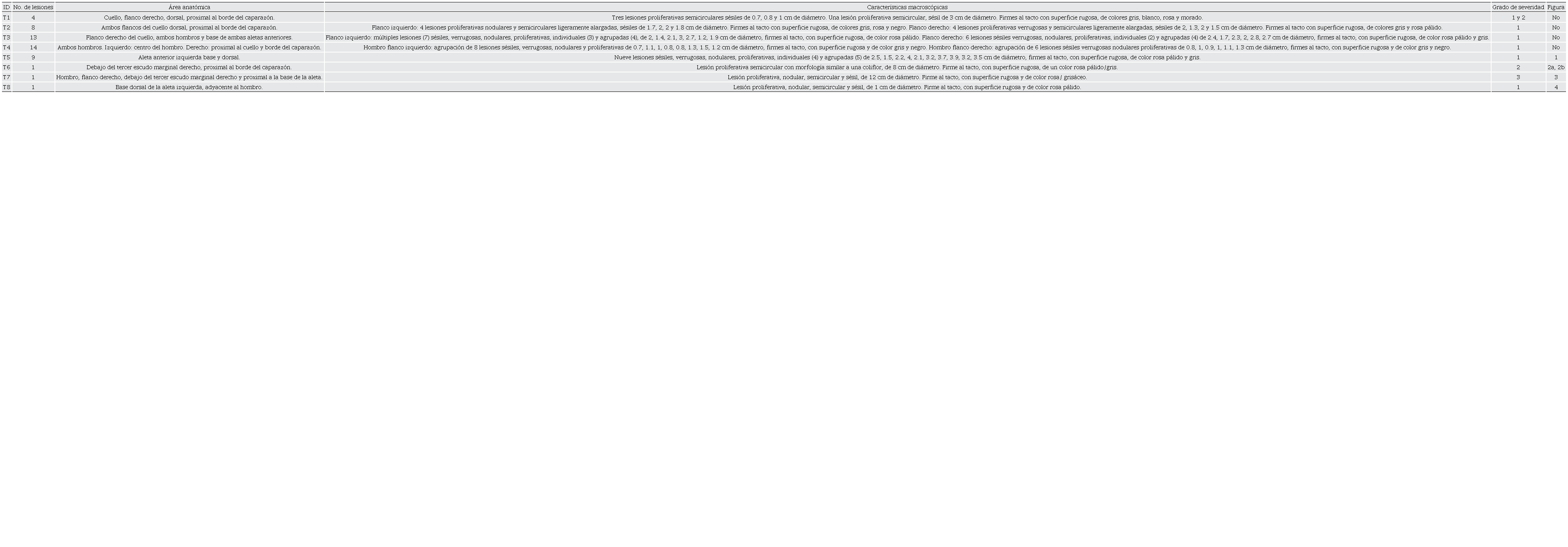 Descripci�n macrosc�pica de las lesiones proliferativas de tortugas golfinas (Lepidochelys olivacea) anidadoras en playa El Suspiro, Baja California Sur, M�xico.
							 