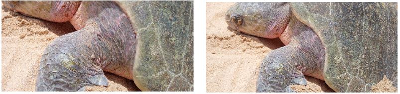 Nine sessile, verrucous, nodular, proliferative lesions, individual (four) and grouped (five). Firm to the touch, with a rough surface, pale pink and gray color, similar to FPs, suggestive of FP. Olive Ridley sea turtle (Lepidochelys olivacea) nesting at El Suspiro beach, BCS, Mexico.
							