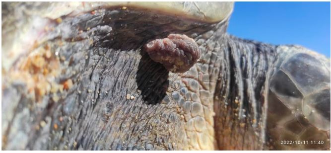Semicircular proliferative lesion with morphology similar to a cauliflower, 8 cm in diameter. Firm to the touch, with a rough surface and a pale pink/gray color, similar to FPs, suggestive of FP. Olive Ridley sea turtle (Lepidochelys olivacea) nesting at El Suspiro beach, BCS, Mexico.
							