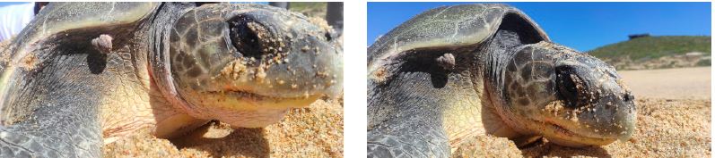 Front shot. Semicircular proliferative lesion with morphology similar to a cauliflower, 8 cm in diameter. Firm to the touch, with a rough surface and a pale pink/gray color, similar to FPs, suggestive of FP. Olive Ridley sea turtle (Lepidochelys olivacea) nesting at El Suspiro beach, BCS, Mexico.
							