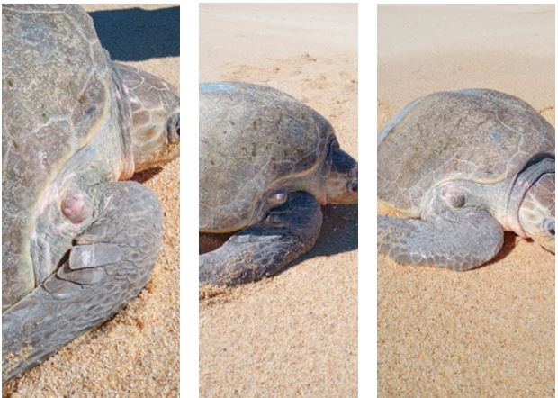 Proliferative, nodular, semicircular and sessile lesion, 12 cm in diameter. Firm to the touch, with a rough surface and a pink/grayish color, similar to FPs, suggestive of FP. Olive Ridley sea turtle (Lepidochelys olivacea) nesting at El Suspiro beach, BCS, Mexico.
							