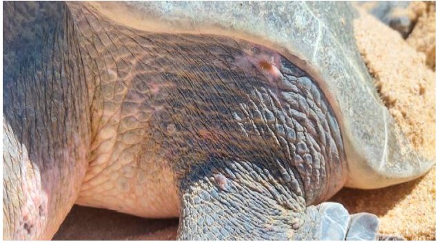 Proliferative, nodular, semicircular and sessile lesion, 1 cm in diameter, firm to the touch, with a rough, pale pink surface, similar to FPs, suggestive of FP. Olive Ridley sea turtle (Lepidochelys olivacea) nesting at El Suspiro beach, BCS, Mexico.
							