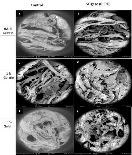 Effect of MTgase and gelatin on SEM micrographs of crabmeat gels. 