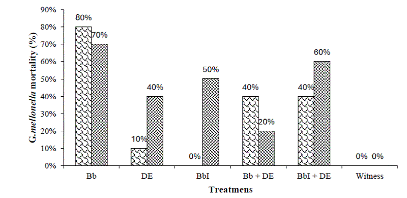 Porcentaje de mortalidad por efecto de los tratamientos en larvas de G. mellonella por diferentes m�todos de inoculaci�n. Tratamiento por inmersi�n ( ), tratamiento por aspersi�n ( ). B. bassiana 1x10 6 conidia/mL (Bb), tierra de diatomea 1 mg/mL (TD), B. bassiana inmovilizada 6 % (BbI), B. bassiana 1 x 10 6 conidias/mL + tierra de diatomea 1 mg/ mL (Bb+TD).
									
