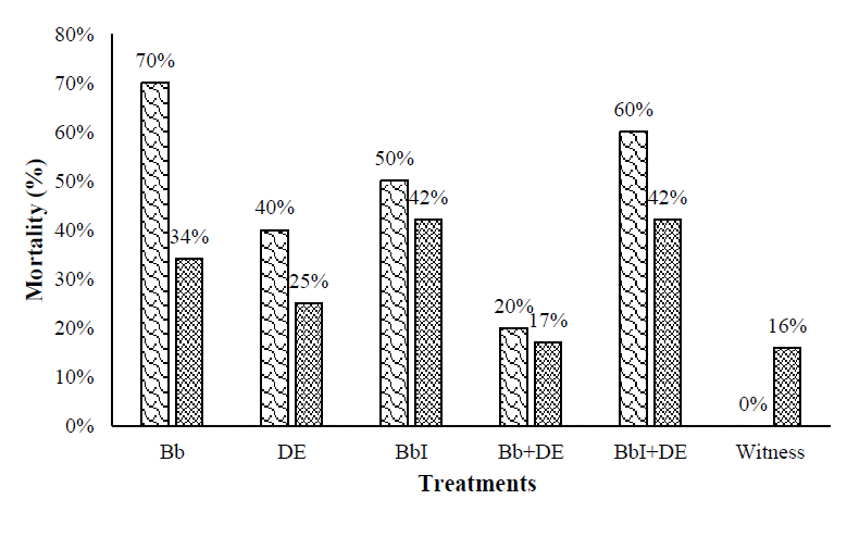 Mortalidad de G. mellonella y P. brassicae a 120h despu�s de la inoculaci�n por el m�todo de aspersi�n. G. mellonella ( ),P. brassicae ( ). B. bassiana 1 x 10 6 conidia/mL (Bb), tierra de diatomacea 1 mg/mL (TD), B. bassiana inmovilizada en alcohol polivinilico 6 % (BbI), B. bassiana 1 x 10 6 conidias/mL + tierra de diatomea 1 mg/ mL (Bb+TD).
									