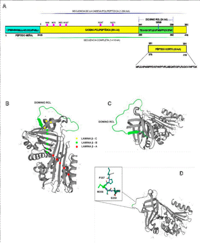 Caracter�sticas estructurales de la prote�na α1-AT. 
								