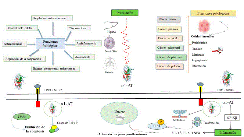 Propiedades fisiol�gicas y patol�gicas de la prote�na α1-AT.