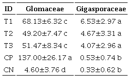 Composici�n de morfotipo de hongos micorr�zicos arbusculares por tratamientos del estudio.