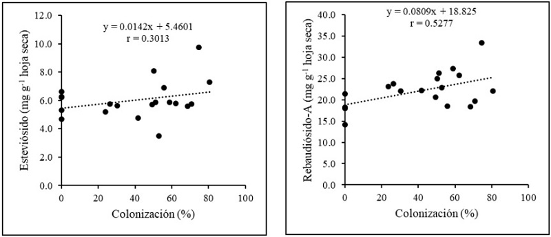 Correlaci�n lineal positiva entre el porcentaje de colonizaci�n micorr�cica y el contenido de A) estevi�sido y B) rebaudi�sido-A en plantas de S. rebaudiana.