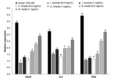 Effect of I. sonorae, C. limetta, and B. media aqueous extracts on Glut4, Irs1, and Pi3k relative expression in 3T3 L1 adipocytes. Relative expression was estimated in comparison with negative control cells. Data are showed as mean values (n = 3) and error bars represent standard error. Different letters for each gene indicate significant differences (p < 0.05) by Tukey&rsquo;s test. Glut4: glucose transporter type 4, Irs1: insulin receptor substrate-1, Pi3k: phosphatidylinositol 3-kinase. 