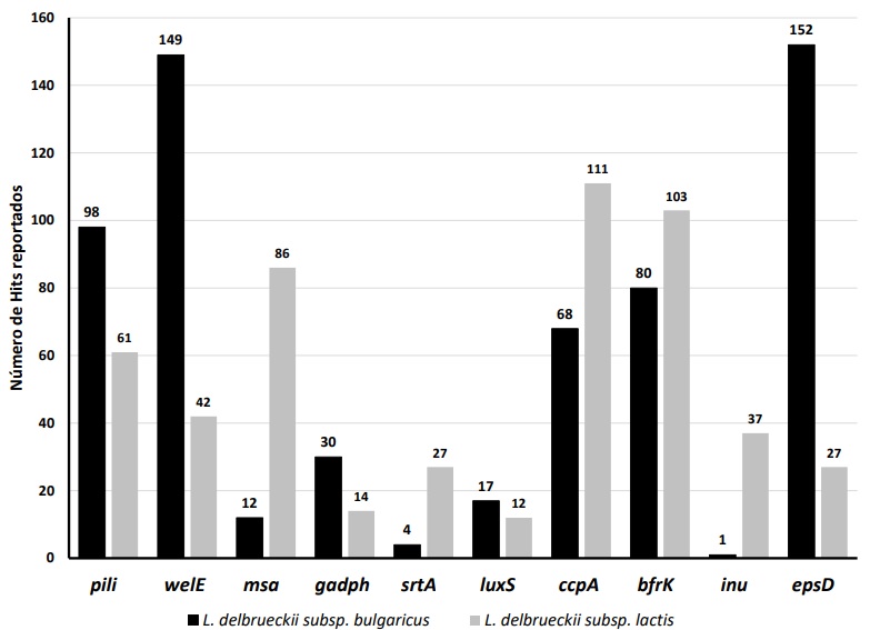 Identificaci�n de secuencias con similitud significativa con genes asociados a la formaci�n de biopel�culas en L. delbrueckii subsp. bulgaricus y L. delbrueckii subsp. lactis. Los genes pili, welE, msa, gadph y srtA son genes asociados a la adhesi�n celular, mientras que el gen luxS esta media el mecanismo del &ldquo;quorum sensing&rdquo;. El gen ccpA se ha descrito como un regulador del crecimiento bacteriano, y el gen bfrK participa en un complejo de regulaci�n de dos componentes. Finalmente, los genes inu y epsD participan en la s�ntesis de polisac�ridos. 