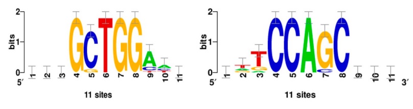 Logotipos de los motivos de uni�n a factores de transcripci�n identificados mediante el software Oligo-analysis. El an�lisis de la regi�n r�o arriba (400 pb) de los operones que contienen los genes pili, srtA y epsD, revel� ocho oligonucle�tidos significativamente sobrerrepresentados, de los cuales el hexanucle�tido GCTGGA es el m�s representado. La evaluaci�n con la herramienta bioinform�tica Pattern asembly mostr� que los hexanucle�tidos GCTGGA y CCAGCG se pueden ensamblar para formar un solo motivo CGCTGGA. 