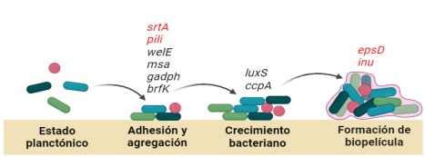 Modelo hipot�tico de activaci�n de genes espec�ficos que controlan el desarrollo y progreso de la biopel�cula. Las bacterias libres (planct�nicas) se acercan y se adhieren de manera reversible a una superficie. En seguida, comienzan a segregar componentes extracelulares (genes srtA, pili, welE, msa y gadph), lo que las fija de forma m�s estable y permite su agregaci�n (regulado por el gene bfrk, si el mecanismo de adhesi�n depende de sacarosa). A medida que proliferan (gen ccpA), las bacterias inician la formaci�n de la biopel�cula, mediante la secreci�n de polisac�ridos (genes epsD e inu). Durante este proceso, se comunican mediante se�ales qu�micas (qu�rum sensing, gen luxS), lo que les permite coordinar su crecimiento y organizar la estructura de la biopel�cula.  