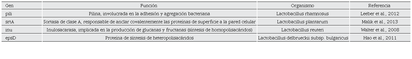 Genes seleccionados involucrados en la formaci�n de biopel�culas. Los genes pili, srtA, inu y epsD fueron seleccionados para una caracterizaci�n bioinform�tica en los genomas de las cepas de L. delbrueckii subsp. bulgaricus y L. delbrueckii subsp. lactis.