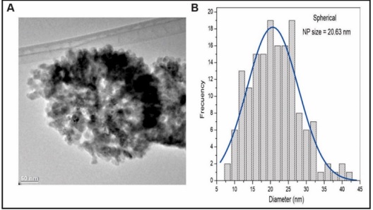 Morfolog�a esf�rica de las nanopart�culas de ZnO (A) e histograma de distribuci�n de tama�os (B) (Magdaleno-Garc�a et al., 2023). 