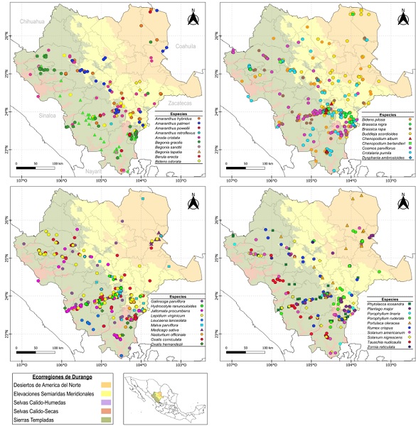 Distribuci�n geogr�fica y h�bitats de 39 quelites del estado de Durango, M�xico. La distribuci�n de las especies se presenta en orden alfab�tico. Fuente: elaboraci�n propia en Qgis� a partir de la base de datos del Sistema Global de Informaci�n sobre Biodiversidad (GBIF). 