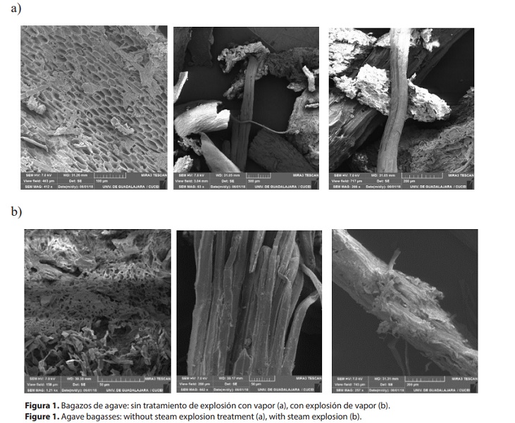 Bagazos de agave: sin tratamiento de explosi�n con vapor (a), con explosi�n de vapor (b). 