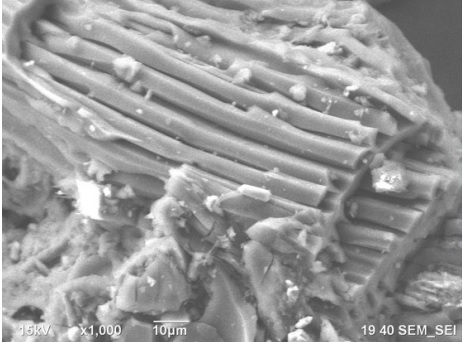 SEM image at 1000 X of Agroforestry Activated Carbon (AAC).  