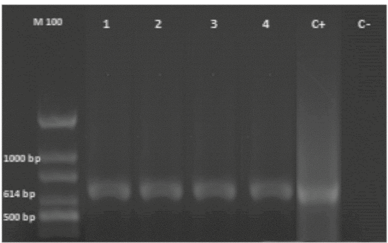 Visualización del segmento de 614 bp. Carril “M” corresponde al
									marcador molecular de 10, 000 bp; Carriles 1, 2, 3 y 4 corresponden
									a la misma cepa “CV1”, aislada de las plantas de tomate colectadas
									con síntomas de Cmm; carril 5 corresponde a un
									control positivo (C+) (Cmm); y el carril 6 a un
									control negativo (C-) (Xanthomonas campestris pv.
									vesicatoria). *Cepas control +
									(Cmm) y - (Xcv) obtenidas de
									la colección microbiológica del laboratorio de Fitopatología del
									Departamento de Parasitología de la UAAAN.