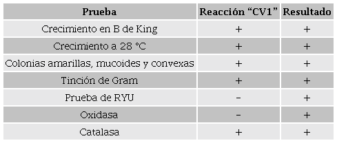 Resultados de puebas bioquímicas correspondientes a la cepa
									“CV1”. Table 1. Results of biochemical tests
									corresponding to the “CV1” strain.
