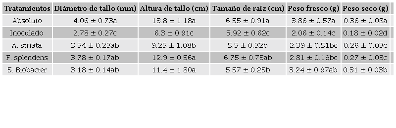 Parámetros morfométricos de plantas inoculadas de tomate con
									Clavibacter michiganensis subsp.
										michiganensis, y tratadas con extractos de
									Agave striata y Foquieria
										splendens bajo condiciones de invernadero. 