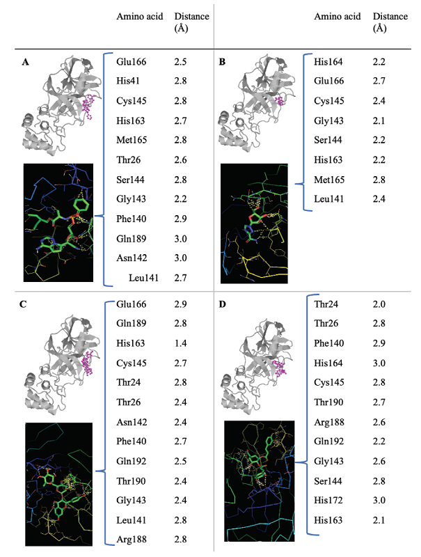 2D representation of the interaction of Mpro COVID-19 with
									the anti-viral drug (A) Remdesivir, (B) Ribavirin, (C) Rutin,
									and (D) 3,4-dicaffeo-ylquinic acid. 