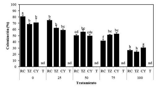 Porcentaje de la colonización micorrícica total en raíces de S. rebaudiana con consorcios nativos de HMA y niveles de fósforo a los 120 ddt. nd: no detectado. Las letras distintas indican diferencias significativas (P ≤ 0.05, prueba de Tukey), n = 5.