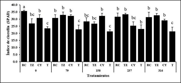 Índice relativo del contenido de clorofila en plantas de S. rebaudiana inoculadas con consorcios de HMA (RC, TZ, CY y T) y fertilizadas con niveles de fósforo (0, 79, 158, 237 y 316 mg de P205 kg-1 suelo) a los 120 ddt. Las letras distintas indican diferencias significativas (P ≤ 0.05, prueba de Tukey), n = 4.